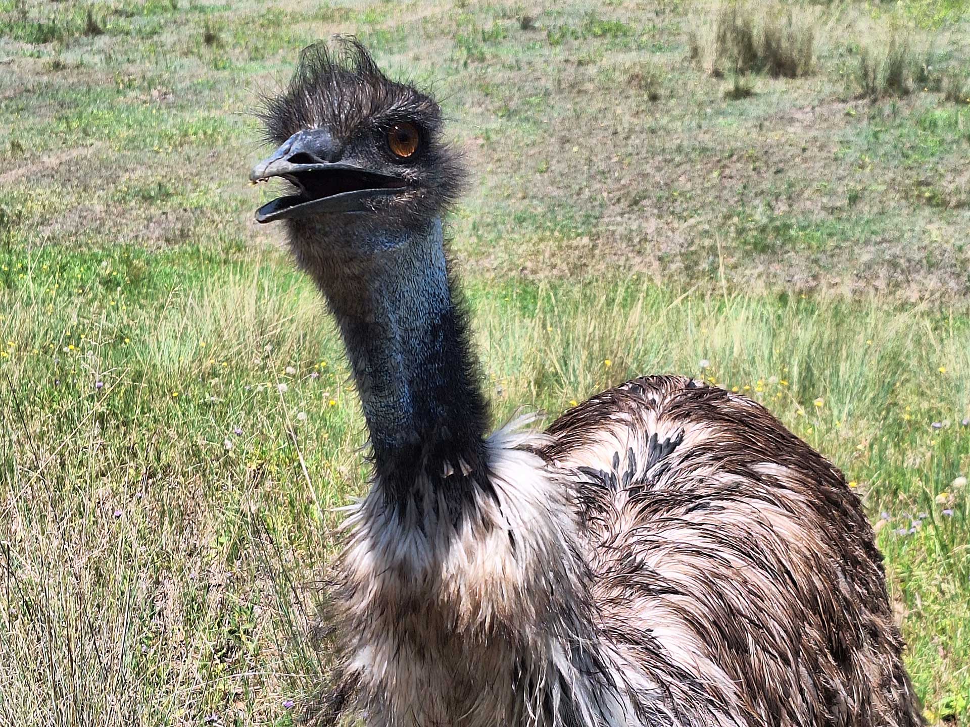 Jeffrey the local emu came to say good bye.
