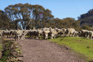 Our path was blocked by a mob of sheep. They ambled away as we got closer.