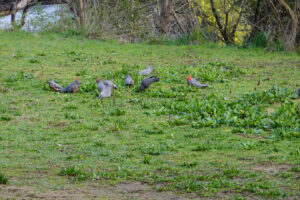 A small flock of Gang Gangs. These used to be relatively common around Sydney, but I haven't seen one in about 10 years.
