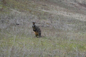 We saw lots of Wallabies and Kangaroos and even a couple of emus. This Swamp Wallaby was very old and had bad cataracts. He evidently couldn't see much as he jumped head first into a bush as he ambled away from us. I have seen a few wallabies over the years with bad cataracts. I have just Googled it and apparently they are prone to the condition.