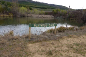 Platypus Dam. We didn't see a playtpus, it was the wrong time of day, but according to the internet , one was seen there recently.